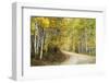 Aspens Lining Kebler Pass Road-Darrell Gulin-Framed Photographic Print