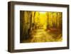 Aspens Lining Road Along Kebler Pass-Darrell Gulin-Framed Photographic Print