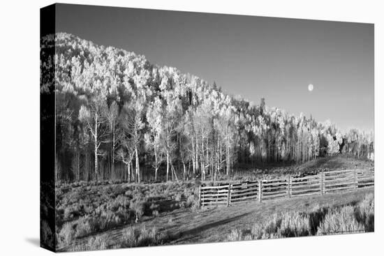 Aspens Moon-Linden Sally-Stretched Canvas