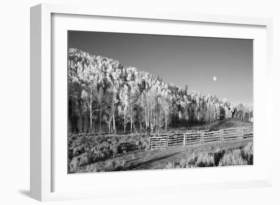 Aspens Moon-Linden Sally-Framed Art Print