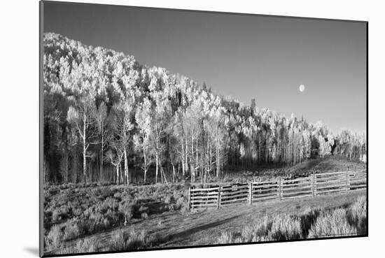 Aspens Moon-Linden Sally-Mounted Art Print