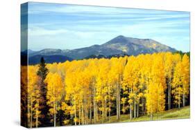 Aspens of Autumn I-Douglas Taylor-Stretched Canvas