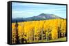 Aspens of Autumn I-Douglas Taylor-Framed Stretched Canvas