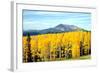 Aspens of Autumn I-Douglas Taylor-Framed Photographic Print