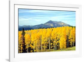 Aspens of Autumn I-Douglas Taylor-Framed Photographic Print