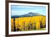 Aspens of Autumn I-Douglas Taylor-Framed Photographic Print