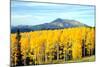 Aspens of Autumn I-Douglas Taylor-Mounted Photographic Print