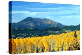 Aspens of Autumn II-Douglas Taylor-Stretched Canvas