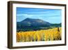 Aspens of Autumn II-Douglas Taylor-Framed Photographic Print