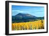 Aspens of Autumn II-Douglas Taylor-Framed Photographic Print