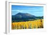 Aspens of Autumn II-Douglas Taylor-Framed Photographic Print