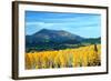 Aspens of Autumn II-Douglas Taylor-Framed Photographic Print