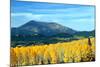 Aspens of Autumn II-Douglas Taylor-Mounted Photographic Print