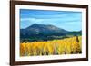 Aspens of Autumn II-Douglas Taylor-Framed Photographic Print