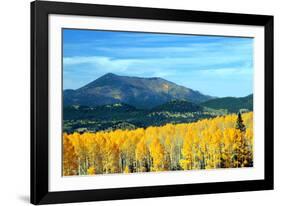 Aspens of Autumn II-Douglas Taylor-Framed Photographic Print