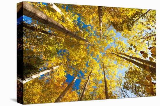 Aspens on the Canon Brook Trail-Michael Hudson-Stretched Canvas