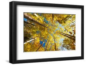 Aspens on the Canon Brook Trail-Michael Hudson-Framed Art Print