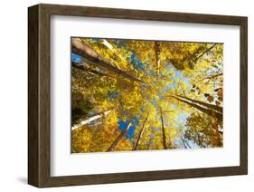 Aspens on the Canon Brook Trail-Michael Hudson-Framed Art Print