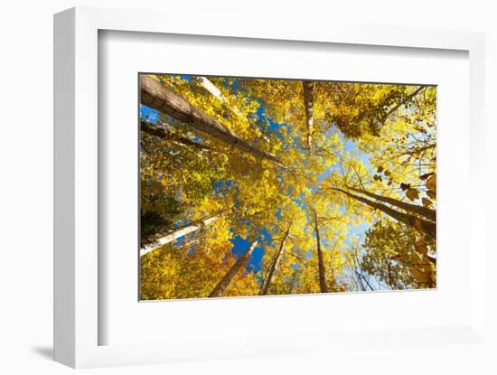 Aspens on the Canon Brook Trail-Michael Hudson-Framed Art Print