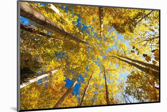 Aspens on the Canon Brook Trail-Michael Hudson-Mounted Art Print