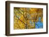 Aspens on the Tom Blake Trail, Colorado.-Mallorie Ostrowitz-Framed Photographic Print