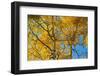 Aspens on the Tom Blake Trail, Colorado.-Mallorie Ostrowitz-Framed Photographic Print