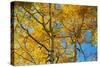 Aspens on the Tom Blake Trail, Colorado.-Mallorie Ostrowitz-Stretched Canvas