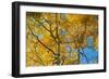 Aspens on the Tom Blake Trail, Colorado.-Mallorie Ostrowitz-Framed Photographic Print