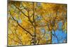 Aspens on the Tom Blake Trail, Colorado.-Mallorie Ostrowitz-Mounted Photographic Print