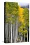 Aspens (Populus Tremuloides), Autumn, Sevier Plateau, Utah, USA-Scott T^ Smith-Stretched Canvas