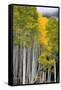 Aspens (Populus Tremuloides), Autumn, Sevier Plateau, Utah, USA-Scott T^ Smith-Framed Stretched Canvas