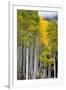 Aspens (Populus Tremuloides), Autumn, Sevier Plateau, Utah, USA-Scott T^ Smith-Framed Premium Photographic Print