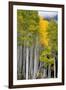 Aspens (Populus Tremuloides), Autumn, Sevier Plateau, Utah, USA-Scott T^ Smith-Framed Premium Photographic Print
