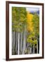 Aspens (Populus Tremuloides), Autumn, Sevier Plateau, Utah, USA-Scott T^ Smith-Framed Premium Photographic Print