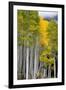 Aspens (Populus Tremuloides), Autumn, Sevier Plateau, Utah, USA-Scott T^ Smith-Framed Premium Photographic Print