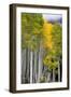 Aspens (Populus Tremuloides), Autumn, Sevier Plateau, Utah, USA-Scott T^ Smith-Framed Photographic Print