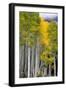 Aspens (Populus Tremuloides), Autumn, Sevier Plateau, Utah, USA-Scott T^ Smith-Framed Photographic Print