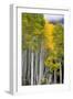 Aspens (Populus Tremuloides), Autumn, Sevier Plateau, Utah, USA-Scott T^ Smith-Framed Photographic Print