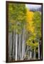 Aspens (Populus Tremuloides), Autumn, Sevier Plateau, Utah, USA-Scott T^ Smith-Framed Photographic Print