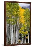 Aspens (Populus Tremuloides), Autumn, Sevier Plateau, Utah, USA-Scott T^ Smith-Framed Photographic Print