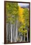 Aspens (Populus Tremuloides), Autumn, Sevier Plateau, Utah, USA-Scott T^ Smith-Framed Photographic Print