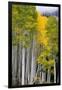 Aspens (Populus Tremuloides), Autumn, Sevier Plateau, Utah, USA-Scott T^ Smith-Framed Photographic Print