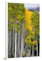 Aspens (Populus Tremuloides), Autumn, Sevier Plateau, Utah, USA-Scott T^ Smith-Framed Premium Photographic Print