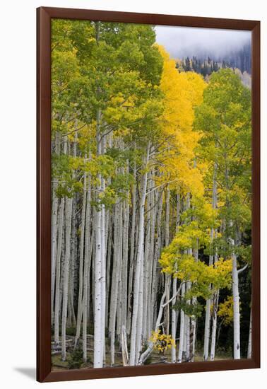 Aspens (Populus Tremuloides), Autumn, Sevier Plateau, Utah, USA-Scott T^ Smith-Framed Premium Photographic Print