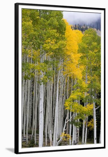 Aspens (Populus Tremuloides), Autumn, Sevier Plateau, Utah, USA-Scott T^ Smith-Framed Premium Photographic Print