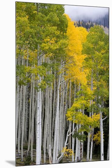 Aspens (Populus Tremuloides), Autumn, Sevier Plateau, Utah, USA-Scott T^ Smith-Mounted Premium Photographic Print