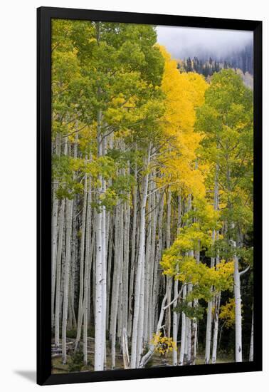 Aspens (Populus Tremuloides), Autumn, Sevier Plateau, Utah, USA-Scott T^ Smith-Framed Premium Photographic Print