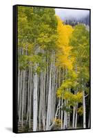 Aspens (Populus Tremuloides), Autumn, Sevier Plateau, Utah, USA-Scott T^ Smith-Framed Stretched Canvas