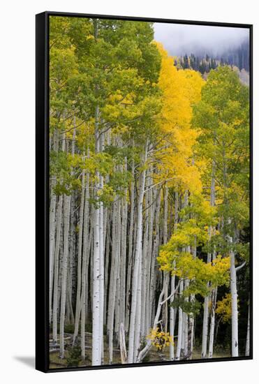 Aspens (Populus Tremuloides), Autumn, Sevier Plateau, Utah, USA-Scott T^ Smith-Framed Stretched Canvas
