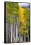 Aspens (Populus Tremuloides), Autumn, Sevier Plateau, Utah, USA-Scott T^ Smith-Framed Stretched Canvas